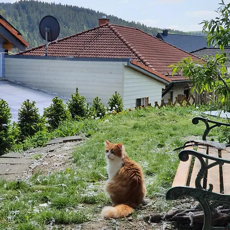 Dağ evi Holzhaus Nationalpark Eifel Hund Willkommen Hellenthal