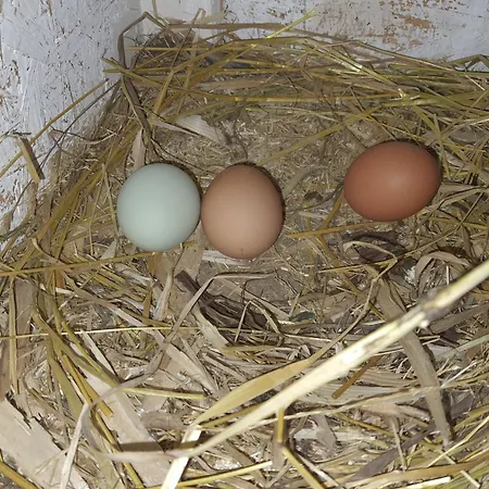 Holzhaus Nationalpark Eifel Hund Willkommen