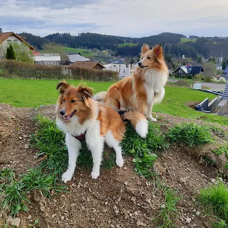 Alpehytte Holzhaus Nationalpark Eifel Hund Willkommen *