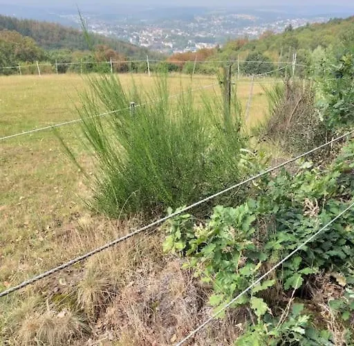 Holzhaus Nationalpark Eifel Hund Willkommen Hellenthal