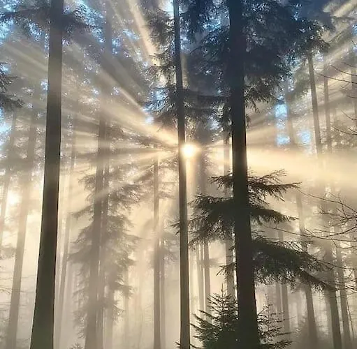 Holzhaus Nationalpark Eifel Hund Willkommen
