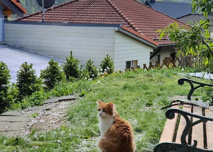 Alpstuga Holzhaus Nationalpark Eifel Hund Willkommen Hellenthal