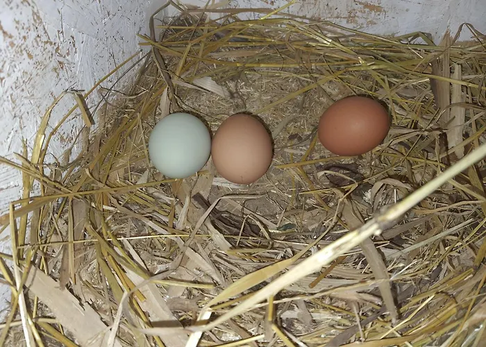 Holzhaus Nationalpark Eifel Hund Willkommen
