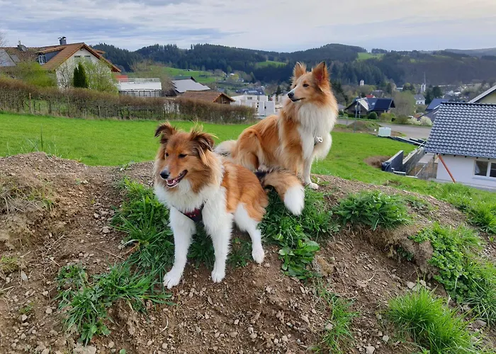 Alpehytte Holzhaus Nationalpark Eifel Hund Willkommen *